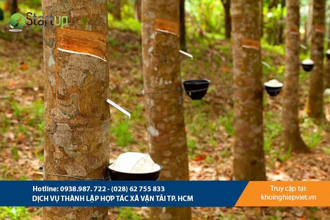 Dịch vụ thành lập hợp tác xã sản xuất cao su - Tân Khôi